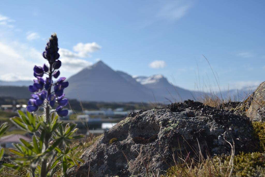Framtid Hostel Djúpivogur エクステリア 写真